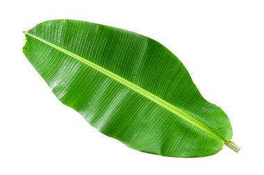 Muz yaprağı beyaz arka planda ve mavi gökyüzünde izole edilmiş, kırpma yolu ile. HD Resim ve Büyük Çözünürlük. Duvar kağıdı olarak kullanılabilir