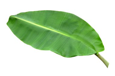 Muz yaprağı beyaz arka planda ve mavi gökyüzünde izole edilmiş, kırpma yolu ile. HD Resim ve Büyük Çözünürlük. Duvar kağıdı olarak kullanılabilir