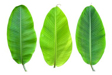 Beyaz arka planda ve mavi gökyüzünde kırpma yolu olan muz yaprağı koleksiyonu. HD Resim ve Büyük Çözünürlük. Duvar kağıdı olarak kullanılabilir