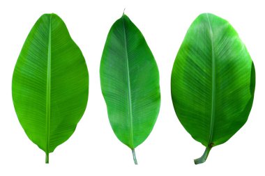 Beyaz arka planda ve mavi gökyüzünde kırpma yolu olan muz yaprağı koleksiyonu. HD Resim ve Büyük Çözünürlük. Duvar kağıdı olarak kullanılabilir