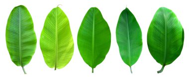 Beyaz arka planda ve mavi gökyüzünde kırpma yolu olan muz yaprağı koleksiyonu. HD Resim ve Büyük Çözünürlük. Duvar kağıdı olarak kullanılabilir