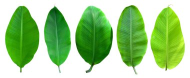 Beyaz arka planda ve mavi gökyüzünde kırpma yolu olan muz yaprağı koleksiyonu. HD Resim ve Büyük Çözünürlük. Duvar kağıdı olarak kullanılabilir