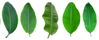 Beyaz arka planda ve mavi gökyüzünde kırpma yolu olan muz yaprağı koleksiyonu. HD Resim ve Büyük Çözünürlük. Duvar kağıdı olarak kullanılabilir