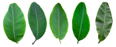 Beyaz arka planda ve mavi gökyüzünde kırpma yolu olan muz yaprağı koleksiyonu. HD Resim ve Büyük Çözünürlük. Duvar kağıdı olarak kullanılabilir