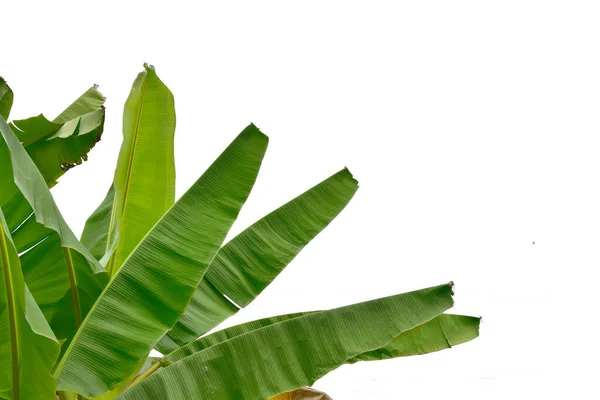 Dark Green Banana Leaves Placed White Background Clipping Path Included — Stock Photo, Image