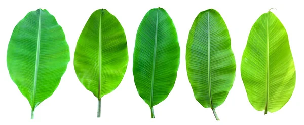 Samling Bananblad Isolerad Vit Bakgrund Och Blå Himmel Med Klippning — Stockfoto