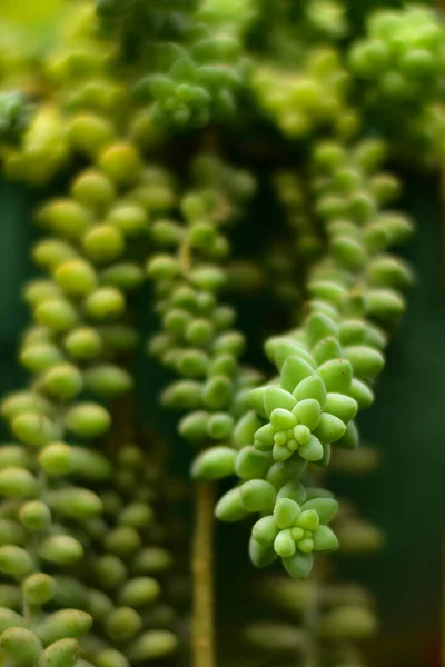 Foco Seletivo Plantas Únicas Plantas Floresta Tropical Pode Ser Usado — Fotografia de Stock