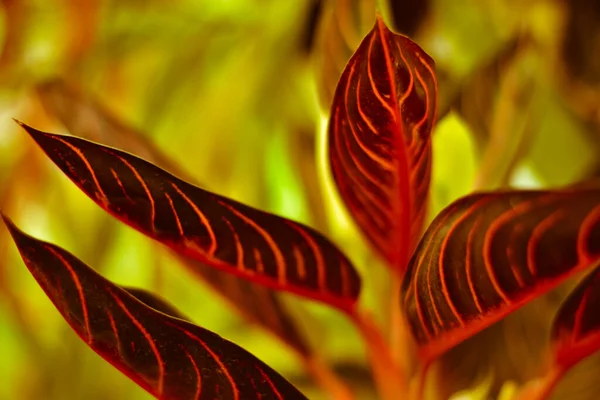 Planta Croton Colorida Croton Hoja Larga Híbrido Árbol Tropical Hoja —  Fotos de Stock