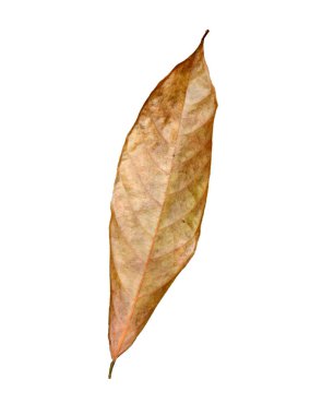 Akçaağaç yaprağı. güzel renkli sonbahar yaprakları beyaz arkaplanda izole edilmiş kırpma yolu ile