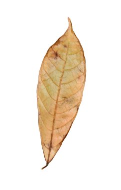 Akçaağaç yaprağı. güzel renkli sonbahar yaprakları beyaz arkaplanda izole edilmiş kırpma yolu ile