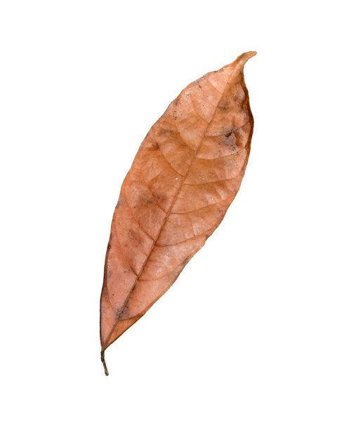 dry maple leaf. beautiful colorful autumn leaves isolated on white background with a cliping path
