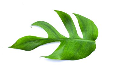 Monstera yaprağı beyaz arka planda izole edilmiş, kırpma yolları da dahil. HD Resim ve Büyük Çözünürlük. Duvar kağıdı olarak kullanılabilir