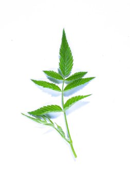 Beyaz arka planda taze yeşil ahududu yaprağı. HD Resim ve Büyük Çözünürlük. Masaüstü duvar kağıdı olarak kullanılabilir