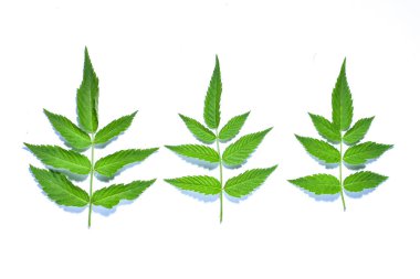 Beyaz arka planda taze yeşil ahududu yaprağı. HD Resim ve Büyük Çözünürlük. Masaüstü duvar kağıdı olarak kullanılabilir