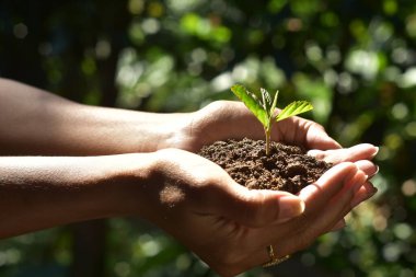 Toprakta yetişen bitki, el ele tutuşarak güneş ve güneş ışığını tutuyor. Bir salgından sonra yeni bir hayat konsepti. HD Resim ve Büyük Çözünürlük. Duvar kağıdı ve arkaplan olarak kullanılabilir.