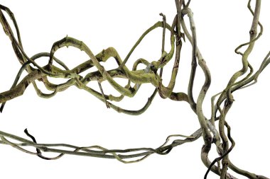 Ağaç kökü üzümü ya da üç yapraklı yabani asma cayratia (Cayratia trifolia) liana sarmaşık bitkisi çalılığı, doğa çerçeveli orman sınırı, kırpma yolu dahil olmak üzere beyaz arka planda izole. Çiçek Tasarımı. HD Resim ve Büyük Çözünürlük. Duvar olarak kullanılabilir
