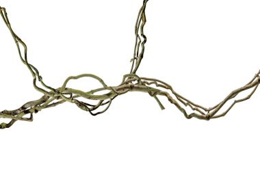 Ağaç kökü üzümü ya da üç yapraklı yabani asma cayratia (Cayratia trifolia) liana sarmaşık bitkisi çalılığı, doğa çerçeveli orman sınırı, kırpma yolu dahil olmak üzere beyaz arka planda izole. Çiçek Tasarımı. HD Resim ve Büyük Çözünürlük. Duvar olarak kullanılabilir