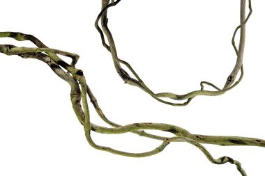 Ağaç kökü üzümü ya da üç yapraklı yabani asma cayratia (Cayratia trifolia) liana sarmaşık bitkisi çalılığı, doğa çerçeveli orman sınırı, kırpma yolu dahil olmak üzere beyaz arka planda izole. Çiçek Tasarımı. HD Resim ve Büyük Çözünürlük. Duvar olarak kullanılabilir