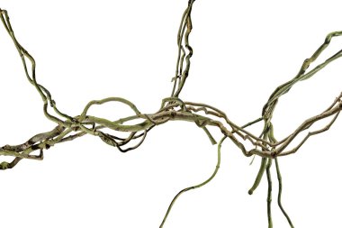 Ağaç kökü üzümü ya da üç yapraklı yabani asma cayratia (Cayratia trifolia) liana sarmaşık bitkisi çalılığı, doğa çerçeveli orman sınırı, kırpma yolu dahil olmak üzere beyaz arka planda izole. Çiçek Tasarımı. HD Resim ve Büyük Çözünürlük. Duvar olarak kullanılabilir