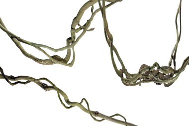 Ağaç kökü üzümü ya da üç yapraklı yabani asma cayratia (Cayratia trifolia) liana sarmaşık bitkisi çalılığı, doğa çerçeveli orman sınırı, kırpma yolu dahil olmak üzere beyaz arka planda izole. Çiçek Tasarımı. HD Resim ve Büyük Çözünürlük. Duvar olarak kullanılabilir