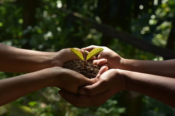 Die Hände Der Bauernfamilie Halten Eine Frische Junge Pflanze Über — Stockfoto