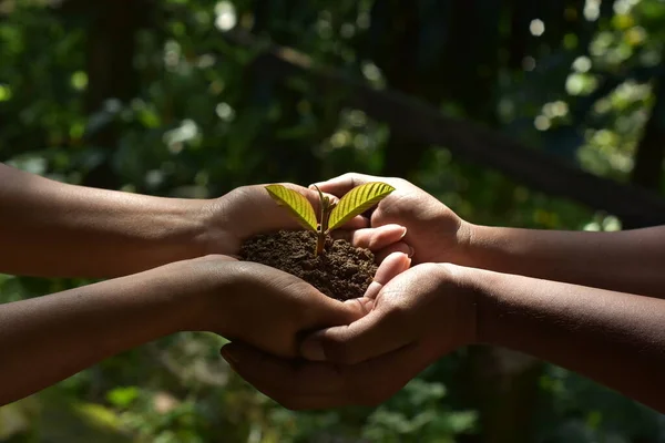 Agricultores Familiares Mãos Segurando Uma Planta Jovem Fresco Sobre Sol — Fotografia de Stock