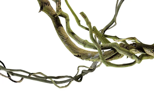 Ağaç kökü üzümü ya da üç yapraklı yabani asma cayratia (Cayratia trifolia) liana sarmaşık bitkisi çalılığı, doğa çerçeveli orman sınırı, kırpma yolu dahil olmak üzere beyaz arka planda izole. Çiçek Tasarımı. HD Resim ve Büyük Çözünürlük. Duvar olarak kullanılabilir