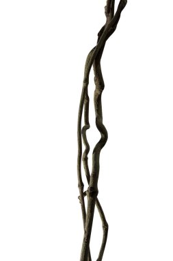 Ağaç kökü üzümü ya da üç yapraklı yabani asma cayratia (Cayratia trifolia) liana sarmaşık bitkisi çalılığı, doğa çerçeveli orman sınırı, kırpma yolu dahil olmak üzere beyaz arka planda izole. Çiçek Tasarımı. HD Resim ve Büyük Çözünürlük. Duvar olarak kullanılabilir