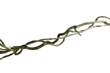 Ağaç kökü üzümü ya da üç yapraklı yabani asma cayratia (Cayratia trifolia) liana sarmaşık bitkisi çalılığı, doğa çerçeveli orman sınırı, kırpma yolu dahil olmak üzere beyaz arka planda izole. Çiçek Tasarımı. HD Resim ve Büyük Çözünürlük. Duvar olarak kullanılabilir