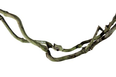 Ağaç kökü üzümü ya da üç yapraklı yabani asma cayratia (Cayratia trifolia) liana sarmaşık bitkisi çalılığı, doğa çerçeveli orman sınırı, kırpma yolu dahil olmak üzere beyaz arka planda izole. Çiçek Tasarımı. HD Resim ve Büyük Çözünürlük. Duvar olarak kullanılabilir