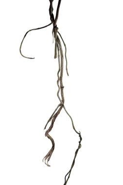 Ağaç kökü üzümü ya da üç yapraklı yabani asma cayratia (Cayratia trifolia) liana sarmaşık bitkisi çalılığı, doğa çerçeveli orman sınırı, kırpma yolu dahil olmak üzere beyaz arka planda izole. Çiçek Tasarımı. HD Resim ve Büyük Çözünürlük. Duvar olarak kullanılabilir