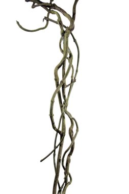Tahta kökü. Spiral kıvrılmış orman ağacı dalı, beyaz arka planda izole edilmiş sarmaşık bitkisi, doğa çerçevesi orman sınırı, çiçek tasarımı. Kırpma yolu dahil. HD Resim ve Büyük Çözünürlük. Duvar kağıdı olarak kullanılabilir