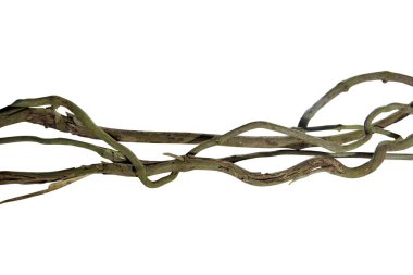 Tahta kökü. Spiral kıvrılmış orman ağacı dalı, beyaz arka planda izole edilmiş sarmaşık bitkisi, doğa çerçevesi orman sınırı, çiçek tasarımı. Kırpma yolu dahil. HD Resim ve Büyük Çözünürlük. Duvar kağıdı olarak kullanılabilir