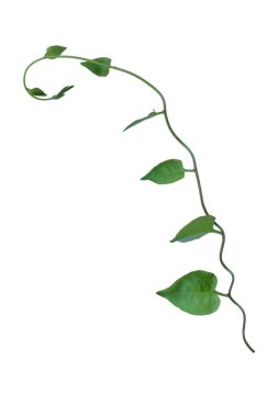 Kırpılmış orman sarmaşıkları, kalp şeklinde yeşil yapraklı liana bitkisi, beyaz arka planda izole edilmiş, kırpma yolu da dahil. Çiçek Tasarımı. HD Resim ve Büyük Çözünürlük. Duvar kağıdı olarak kullanılabilir