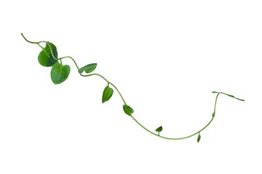 Kırpılmış orman sarmaşıkları, kalp şeklinde yeşil yapraklı liana bitkisi, beyaz arka planda izole edilmiş, kırpma yolu da dahil. Çiçek Tasarımı. HD Resim ve Büyük Çözünürlük. Duvar kağıdı olarak kullanılabilir