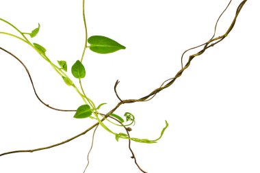 Çarpık kalp şekilli yapraklar tropikal ağaçların köklerinde beyaz arka planda izole edilmiş, kesme yolu olan beyaz arka planda izole edilmiş. Duvar kağıdı olarak kullanılabilir