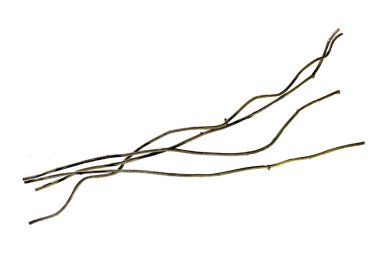 Tahta kökünü kapatın. Spiral kıvrılmış orman ağacı dalı, beyaz arka planda izole edilmiş sarmaşık bitkisi, kırpma yolu da dahil. HD Resim ve Büyük Çözünürlük. Duvar kağıdı olarak kullanılabilir