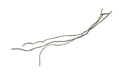 Tahta kökünü kapatın. Spiral kıvrılmış orman ağacı dalı, beyaz arka planda izole edilmiş sarmaşık bitkisi, kırpma yolu da dahil. HD Resim ve Büyük Çözünürlük. Duvar kağıdı olarak kullanılabilir