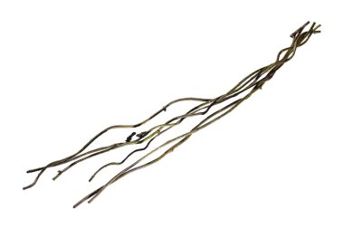 Tahta kökünü kapatın. Spiral kıvrılmış orman ağacı dalı, beyaz arka planda izole edilmiş sarmaşık bitkisi, kırpma yolu da dahil. HD Resim ve Büyük Çözünürlük. Duvar kağıdı olarak kullanılabilir