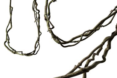 Tahta kökü. Spiral kıvrılmış orman ağacı dalı, beyaz arka planda izole edilmiş sarmaşık bitkisi, doğa çerçevesi orman sınırı, çiçek tasarımı. Kırpma yolu dahil. HD Resim ve Büyük Çözünürlük. Duvar kağıdı olarak kullanılabilir