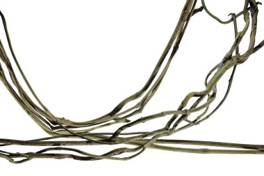 Tahta kökü. Spiral kıvrılmış orman ağacı dalı, beyaz arka planda izole edilmiş sarmaşık bitkisi, doğa çerçevesi orman sınırı, çiçek tasarımı. Kırpma yolu dahil. HD Resim ve Büyük Çözünürlük. Duvar kağıdı olarak kullanılabilir