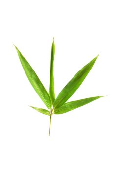 Kesme yolu olan beyaz arkaplanda yalıtılmış bambu yaprakları arka plan ve duvar kağıdı olarak kullanılabilir.,