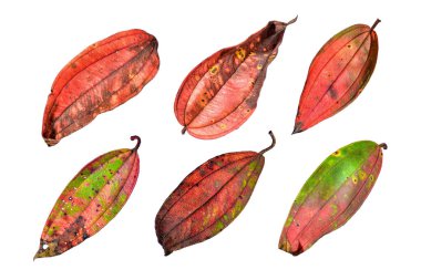 Beyaz arka planda izole edilmiş güzel renkli sonbahar yaprakları koleksiyonu. HD Resim ve Büyük Çözünürlük. Masaüstü duvar kağıdı olarak kullanılabilir