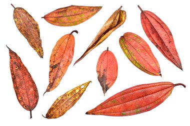 Beyaz arka planda izole edilmiş güzel renkli sonbahar yaprakları koleksiyonu. HD Resim ve Büyük Çözünürlük. Masaüstü duvar kağıdı olarak kullanılabilir