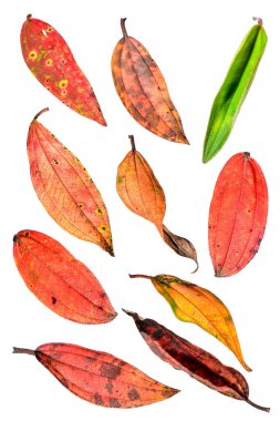 Beyaz arka planda izole edilmiş güzel renkli sonbahar yaprakları koleksiyonu. HD Resim ve Büyük Çözünürlük. Masaüstü duvar kağıdı olarak kullanılabilir