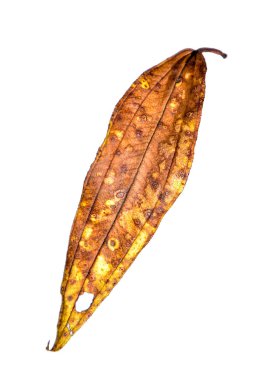 Sonbaharda kuru sarı ve kırmızı akçaağaç yaprakları. HD Resim ve Büyük Çözünürlük. Masaüstü duvar kağıdı olarak kullanılabilir