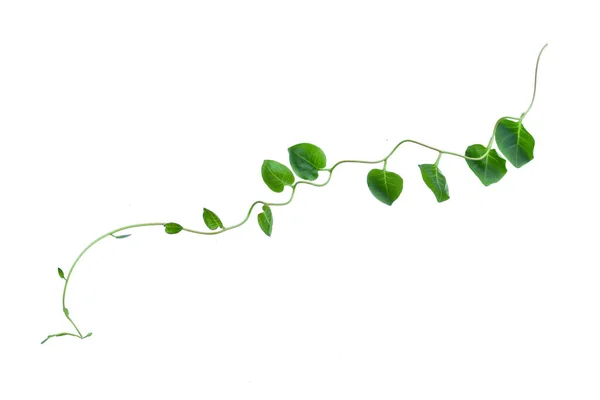 Verdrehte Dschungel Reben Lianenpflanze Mit Herzförmigen Grünen Blättern Isoliert Auf — Stockfoto