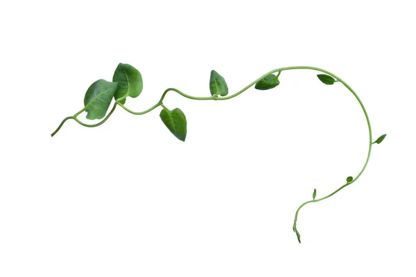 白い背景に孤立したハート型の緑の葉を持つツイストジャングルのつるリアナ植物 クリッピングパスが含まれています 花のデザイン Hd画像と大解像度 壁紙として使えます — ストック写真
