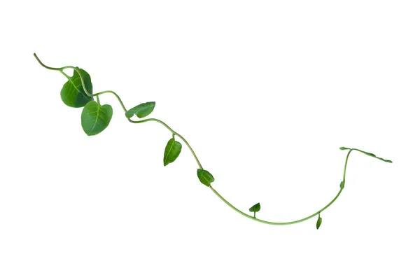 Kırpılmış orman sarmaşıkları, kalp şeklinde yeşil yapraklı liana bitkisi, beyaz arka planda izole edilmiş, kırpma yolu da dahil. Çiçek Tasarımı. HD Resim ve Büyük Çözünürlük. Duvar kağıdı olarak kullanılabilir