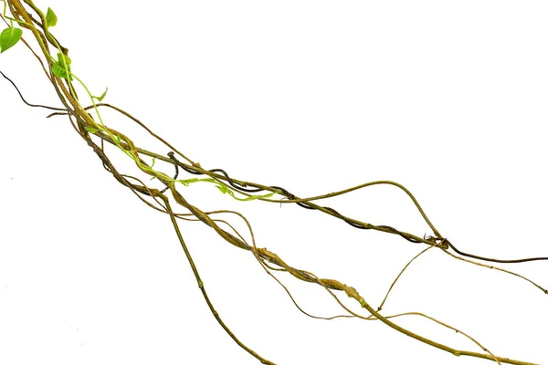 Verdrehte Herzförmige Blätter Isoliert Auf Weißem Hintergrund Den Wurzeln Tropischer — Stockfoto